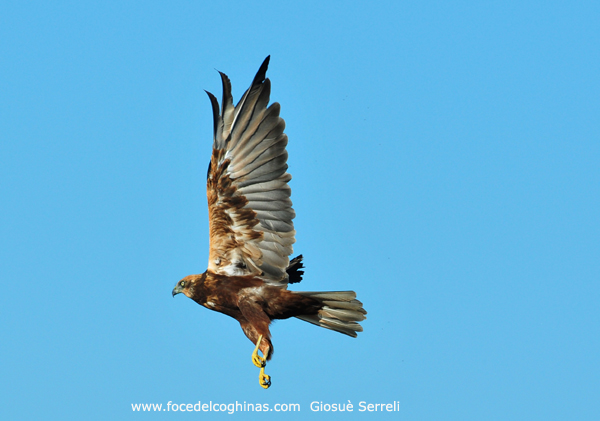 falco di palude